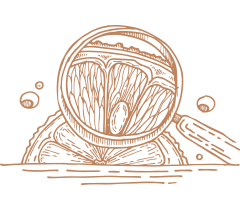 Грейпфрут под увеличительным стеклом